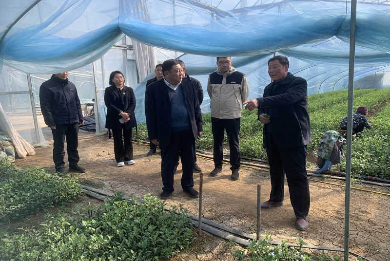 邳州市政協走訪調研鄒莊鎮農業企業
