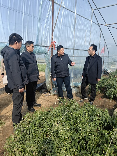 邳州市政協領導調研邢樓鎮富民增收項目