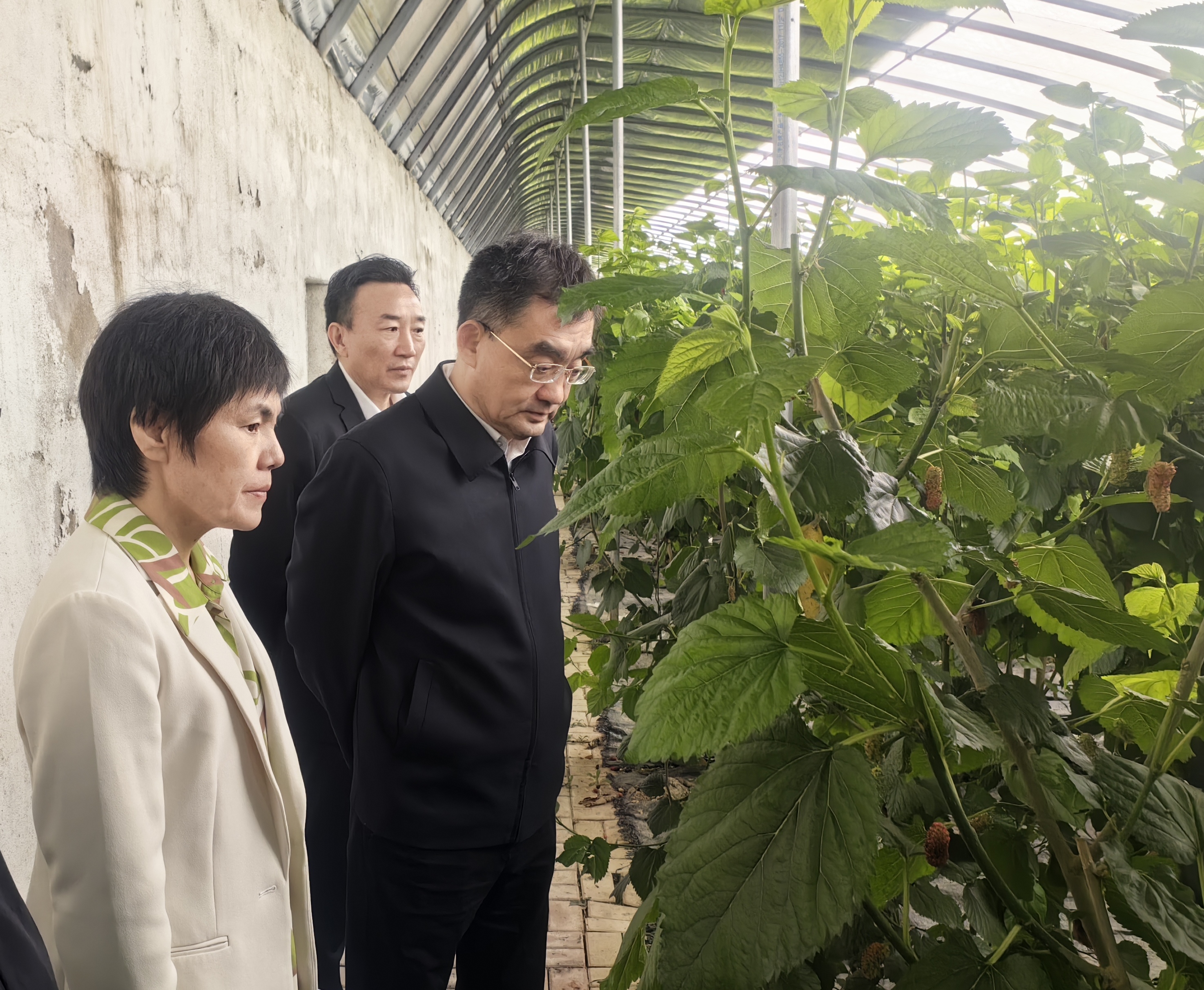 市政協(xié)組織農(nóng)業(yè)農(nóng)村界別委員開(kāi)展調(diào)研活動(dòng)