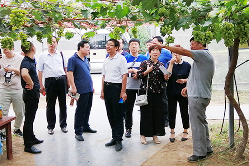 河北省衡水市桃城區(qū)政協(xié)考察團(tuán)來豐考察農(nóng)業(yè)產(chǎn)業(yè)化
