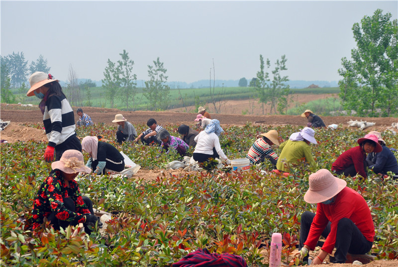 王鋪村河灘花木基地.jpg