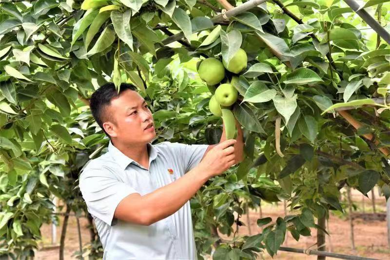 有“梨”“同心”追夢路-銅山區政協委員帶動村民致富