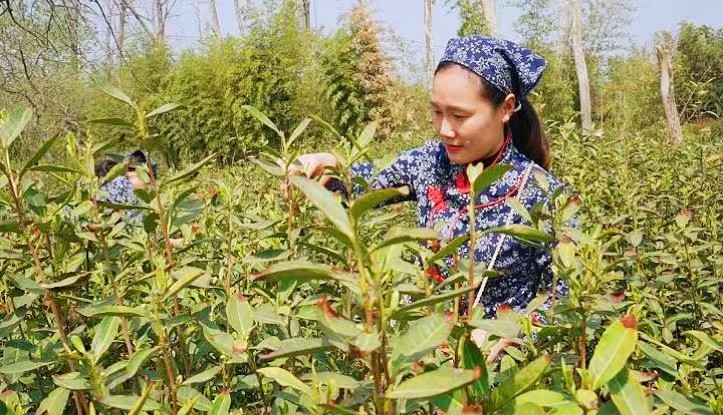 新沂市馬陵山鎮：一體化茶葉產業發展助力茶農增收致富