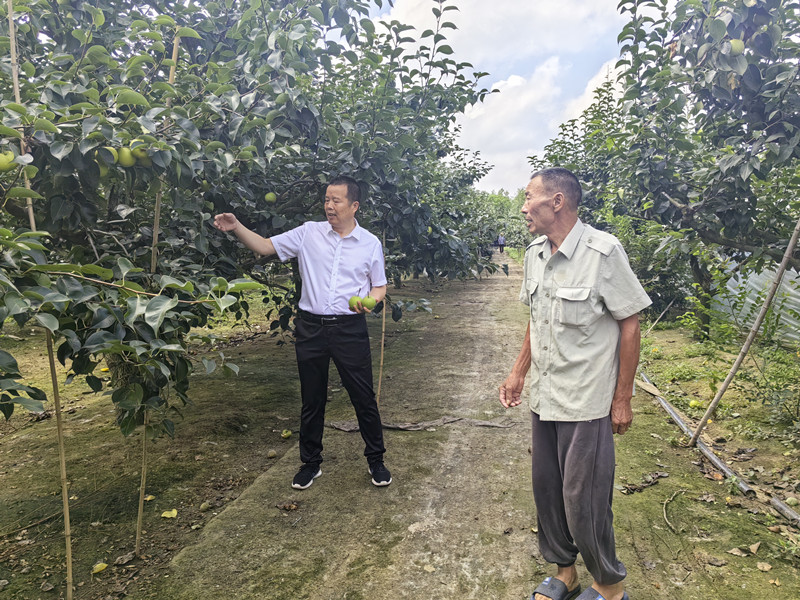 新沂市政協委員許松：幫扶退伍老兵 助銷青冠梨