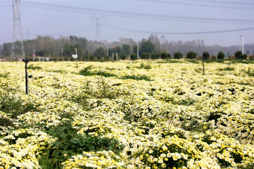 豐縣王溝鎮：金菊變成致富花，探索鄉村振興新實踐