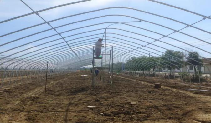 賈汪區汴塘鎮河泉村：“商”建甘薯育苗大棚 “議”出集體增收新路徑